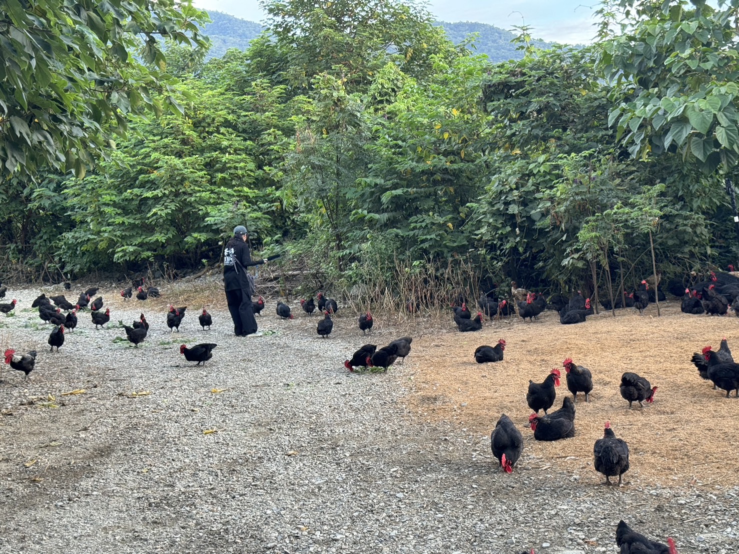 台東山林裡自由活動的黑羽雞群